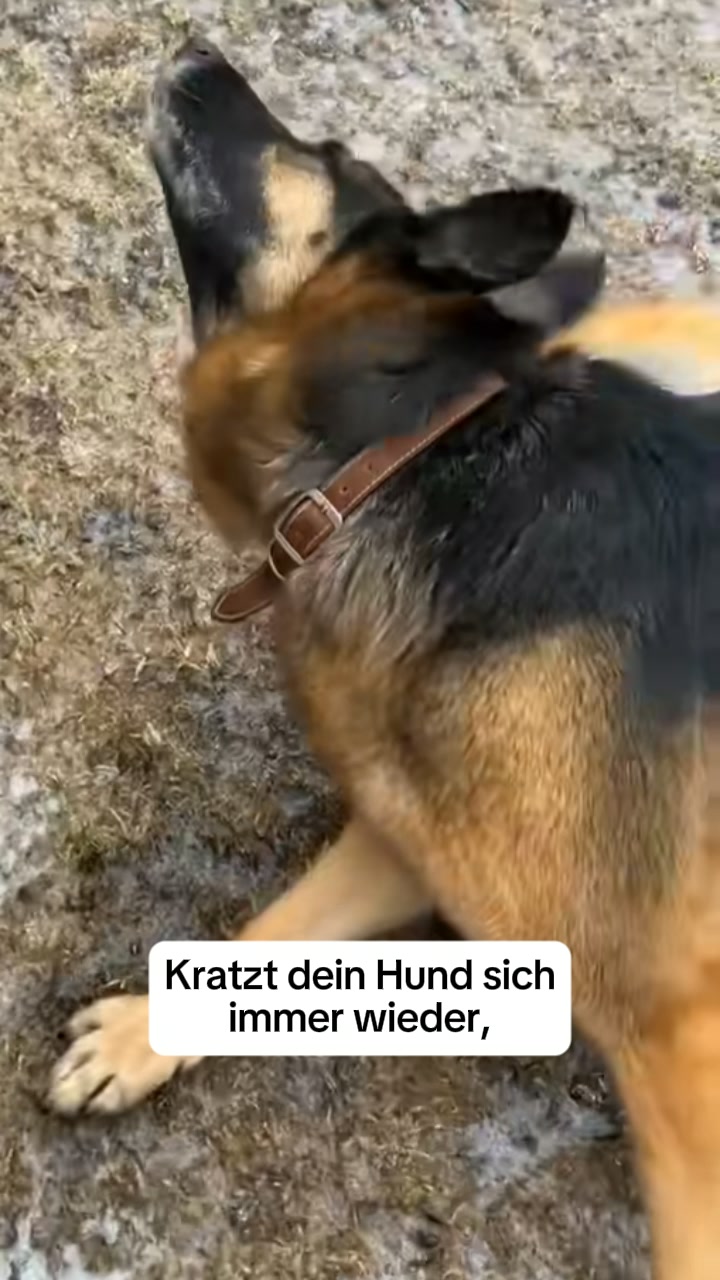 Nach 30 Tagen kratzt dein Hund weniger. Natürlich. Ohne Chemie.