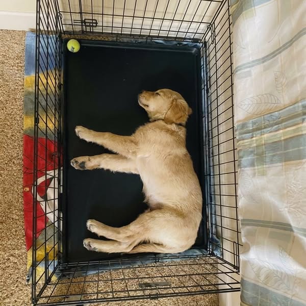 Warum dein Hund nachts wirklich hustet