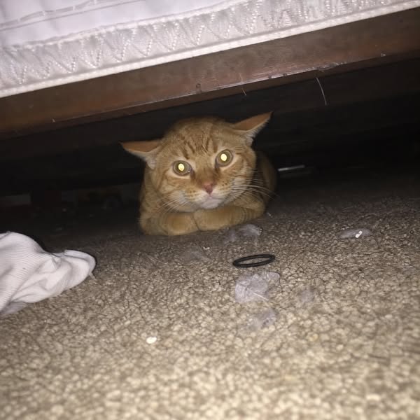 Stop watching your Cat suffer