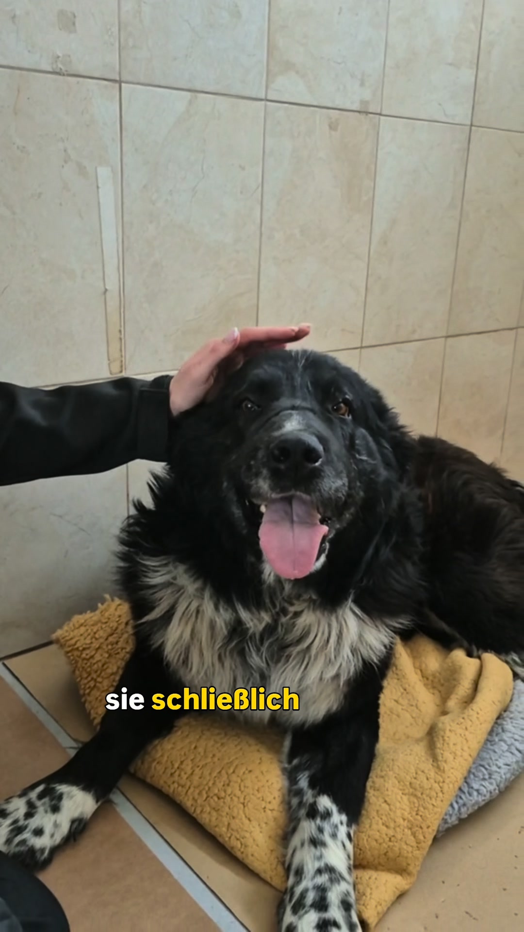 Dein Schmuckstück. Dein Patenhund.