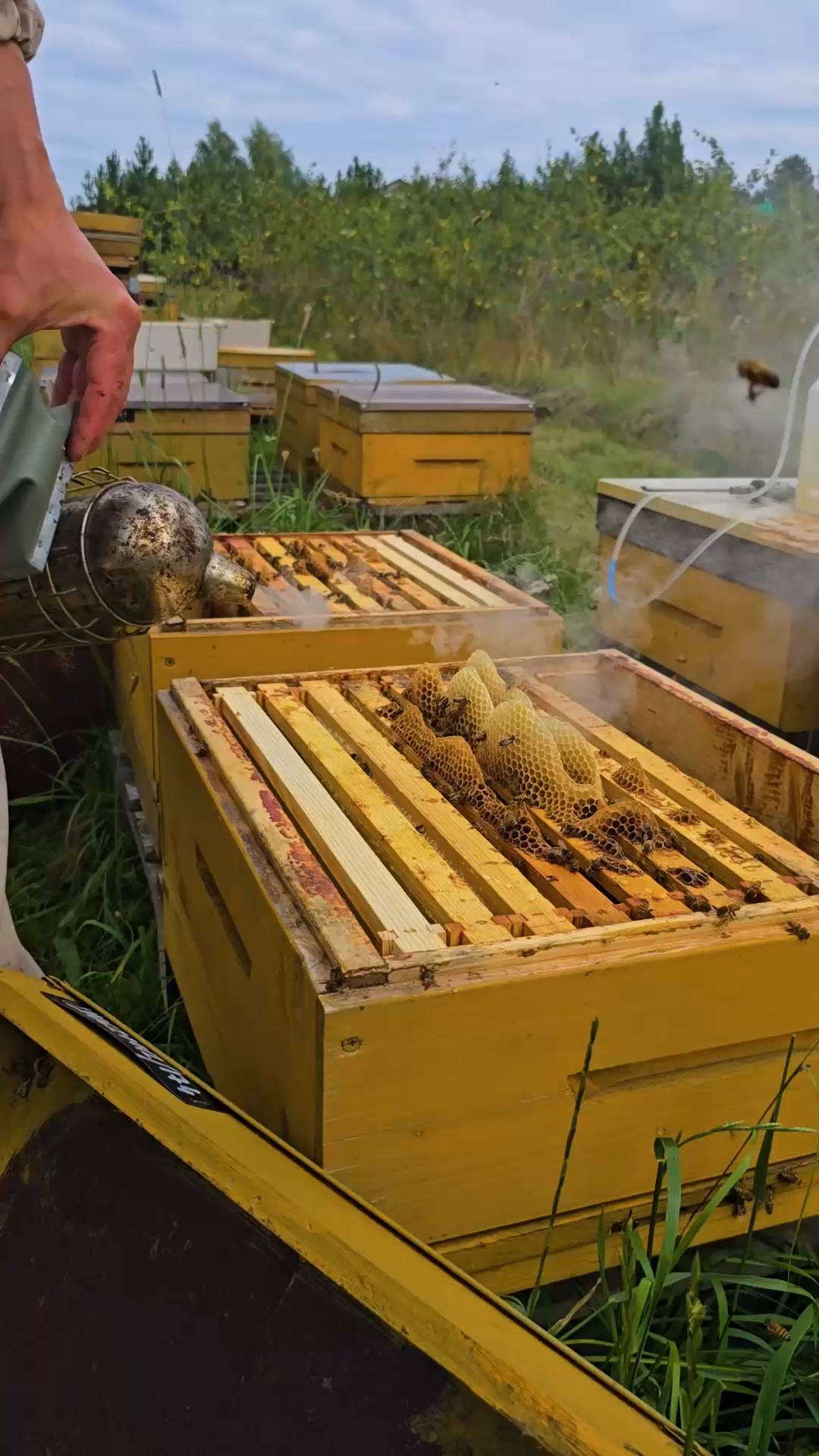 Our honey - pure nature's miracle created by the bees.