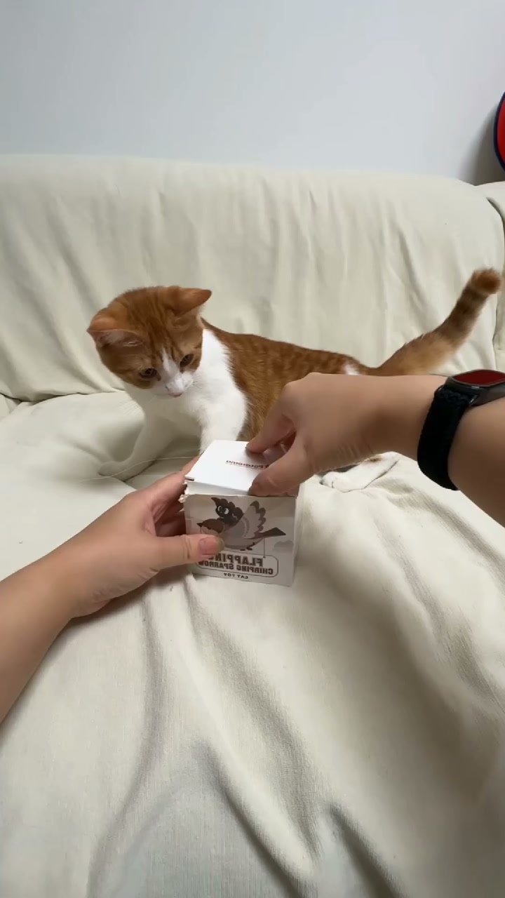 Het speeltje dat het jachtinstinct van je kat wakker maakt!