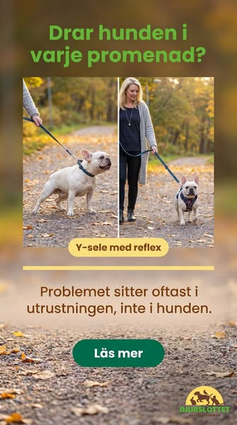 Justerbar hundsele med reflex