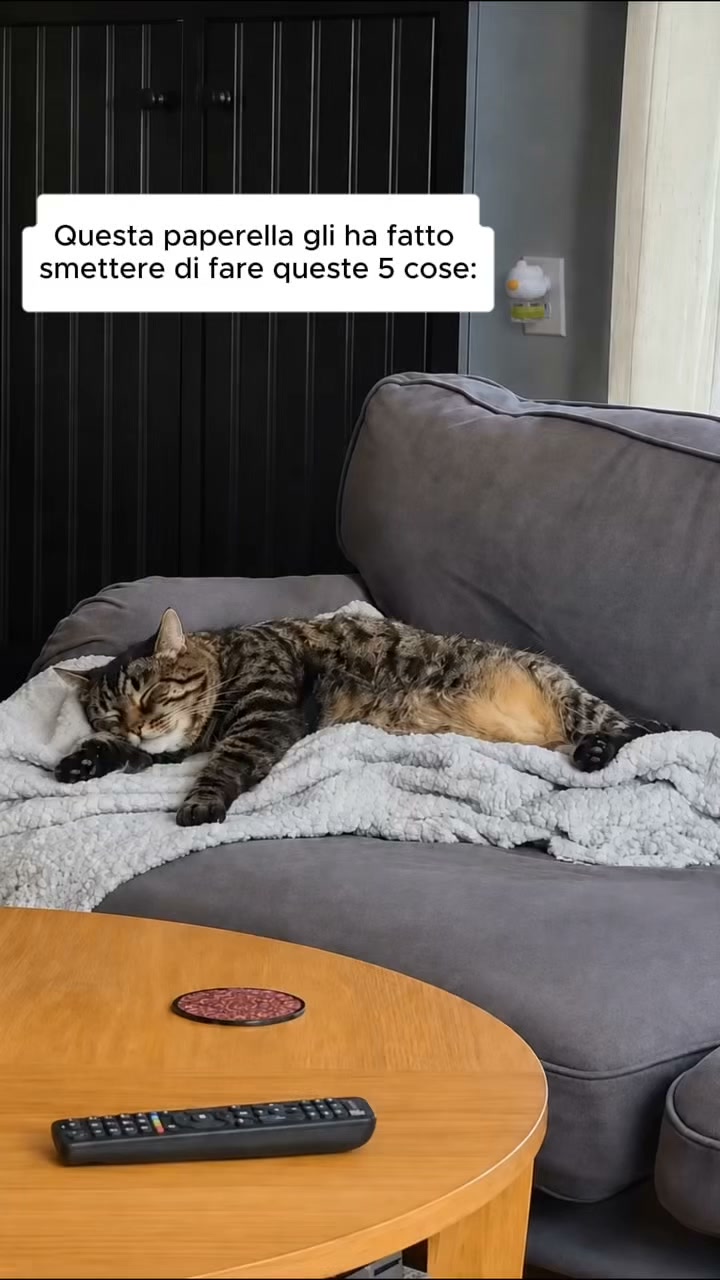 Aiuta il tuo gatto a vivere senza stress con Argopet.