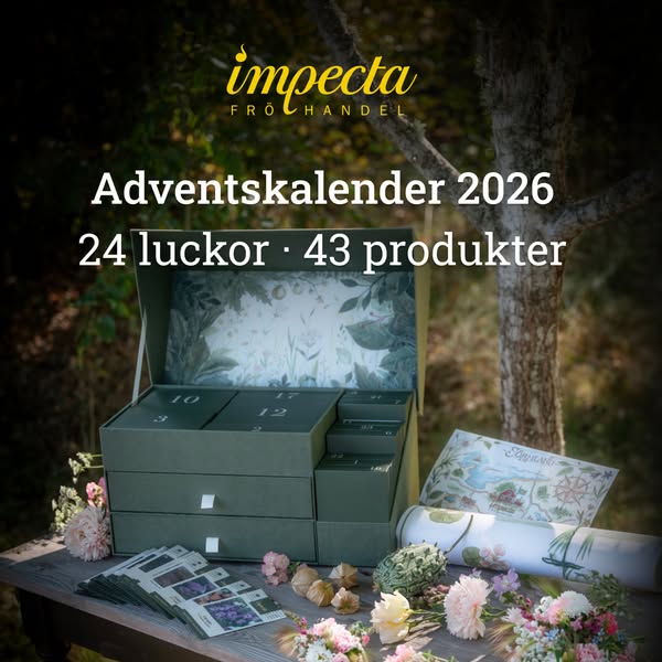 Fröer | Impecta fröhandel | Snabb leverans | Högsta kvalitet | Impecta
