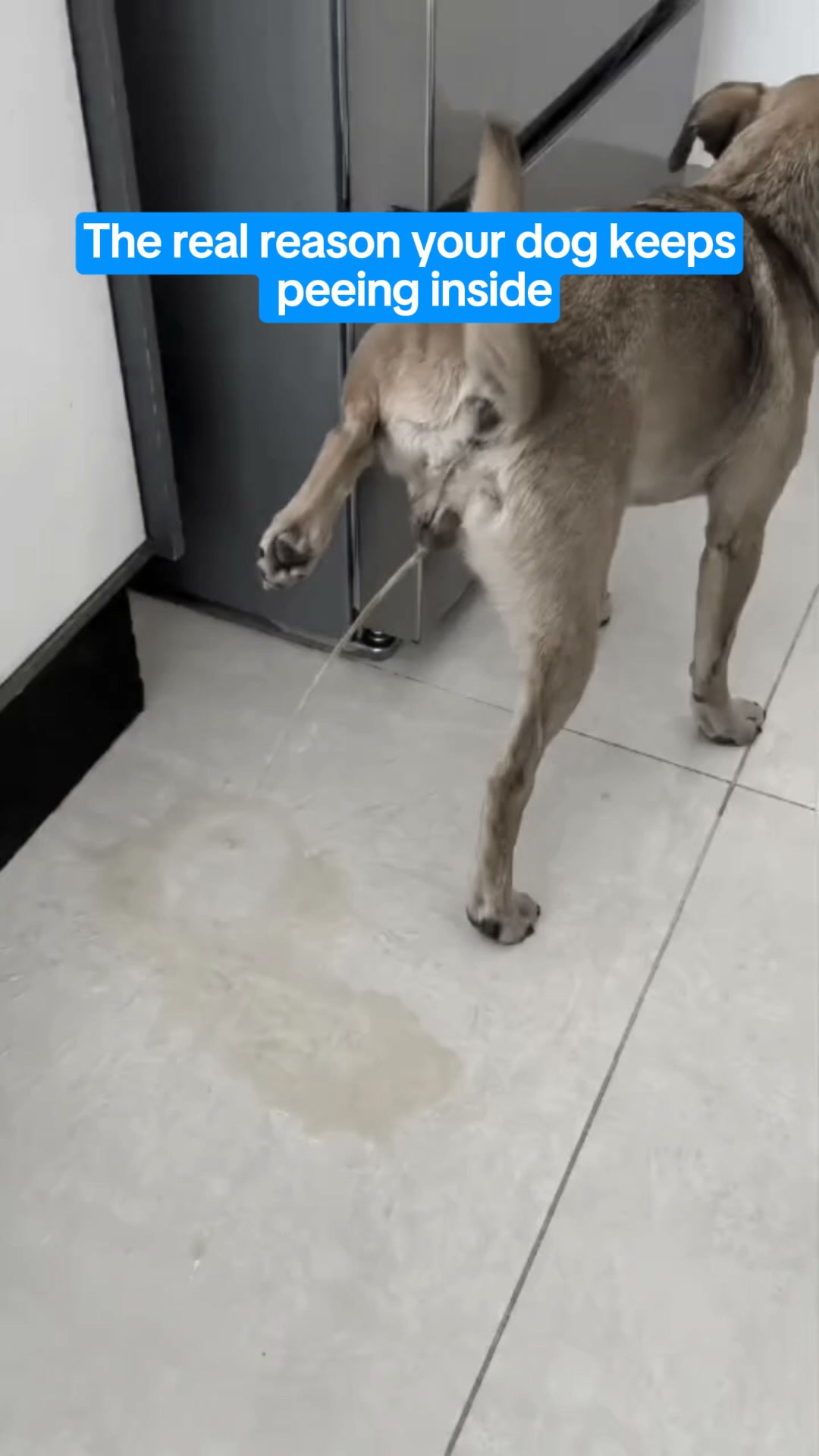How To Stop Dog Indoor Peeing Fast