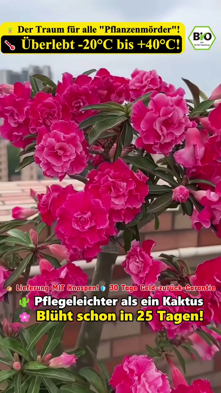 Wenig Pflege, viel Blütenfreude