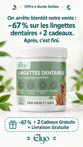 Offrez à votre chien une vie plus saine et plus heureuse