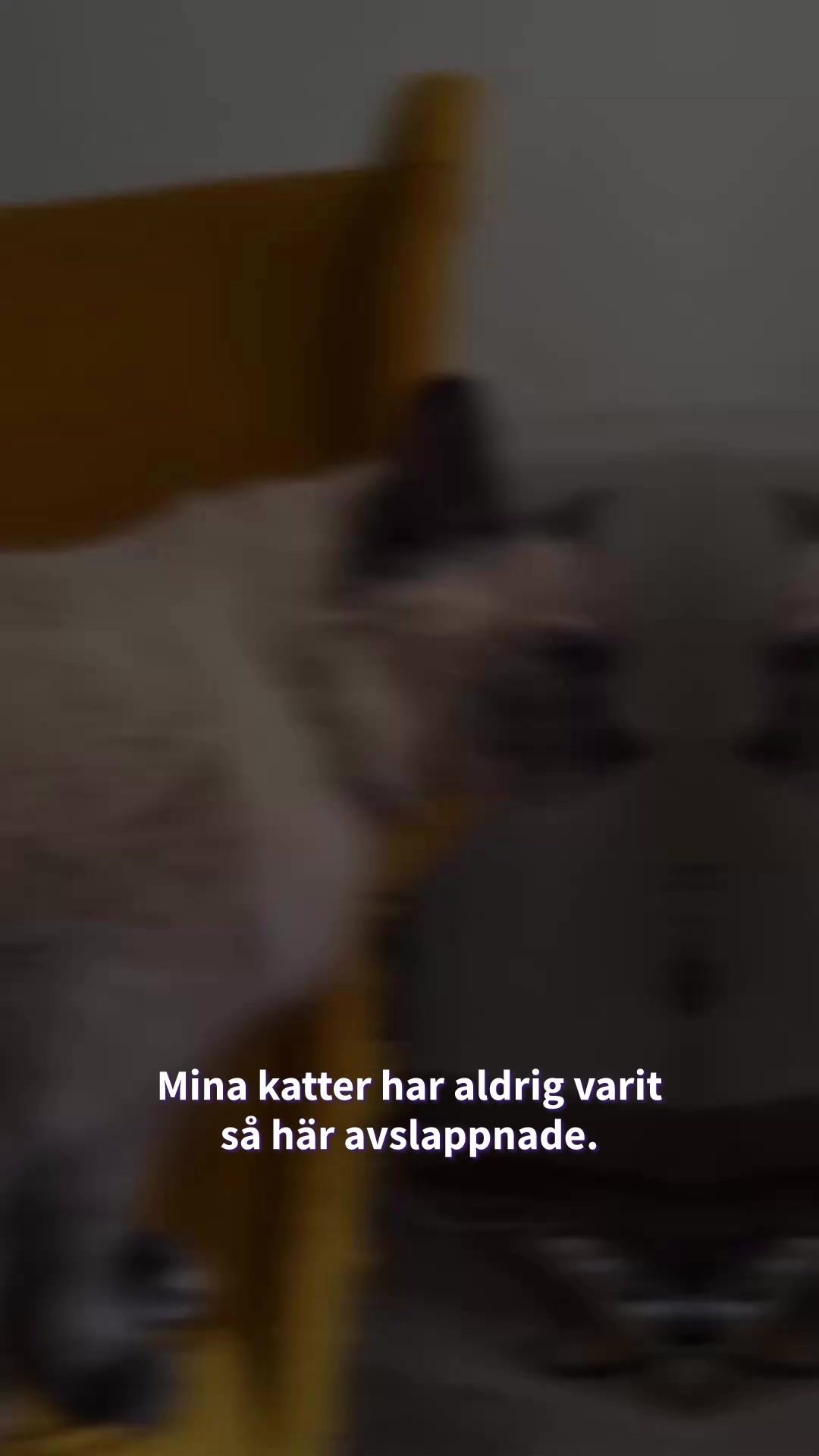 Byggt på respekt för kattens natur