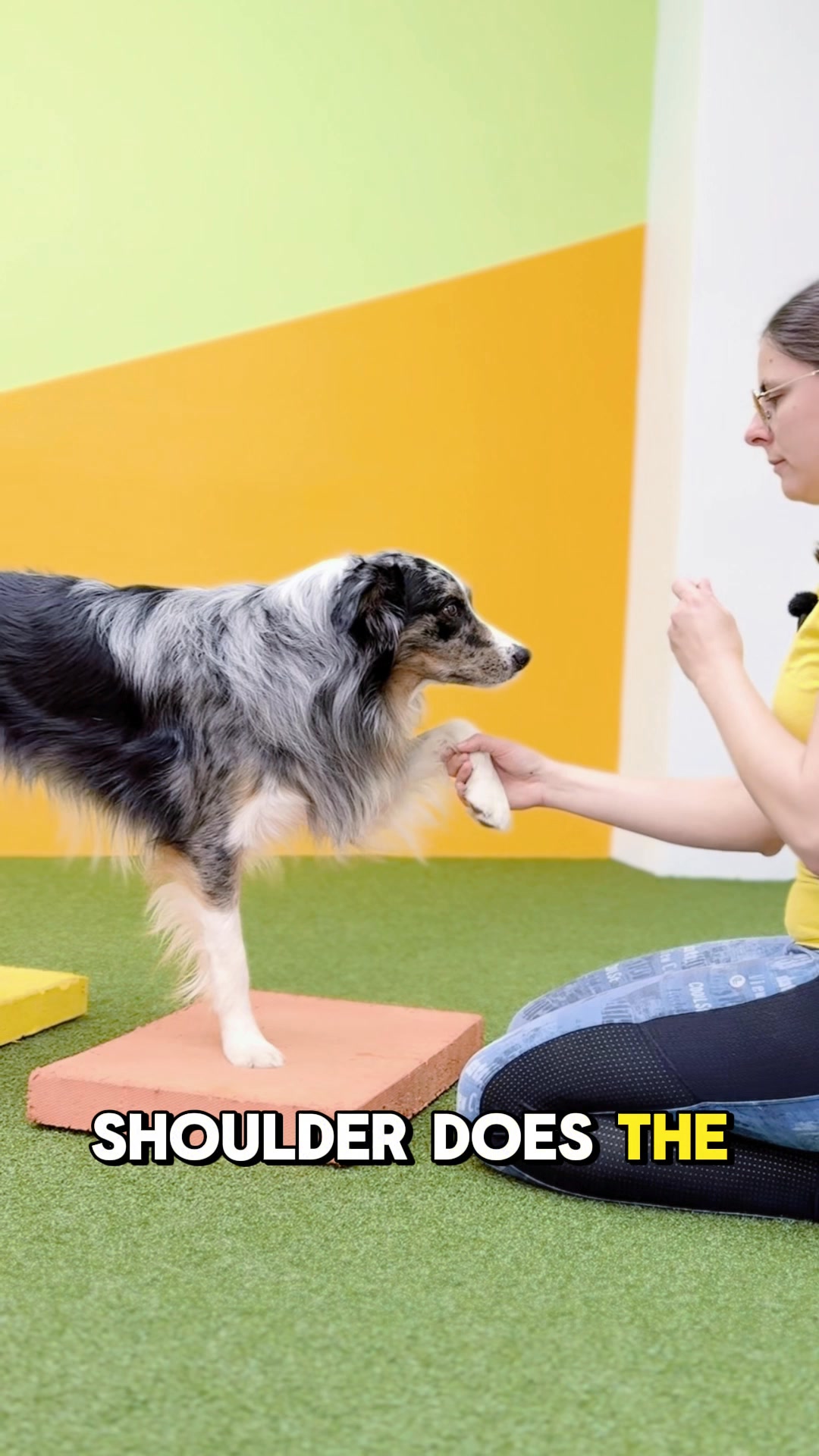 Shoulder Strength for Sport & Active Dogs