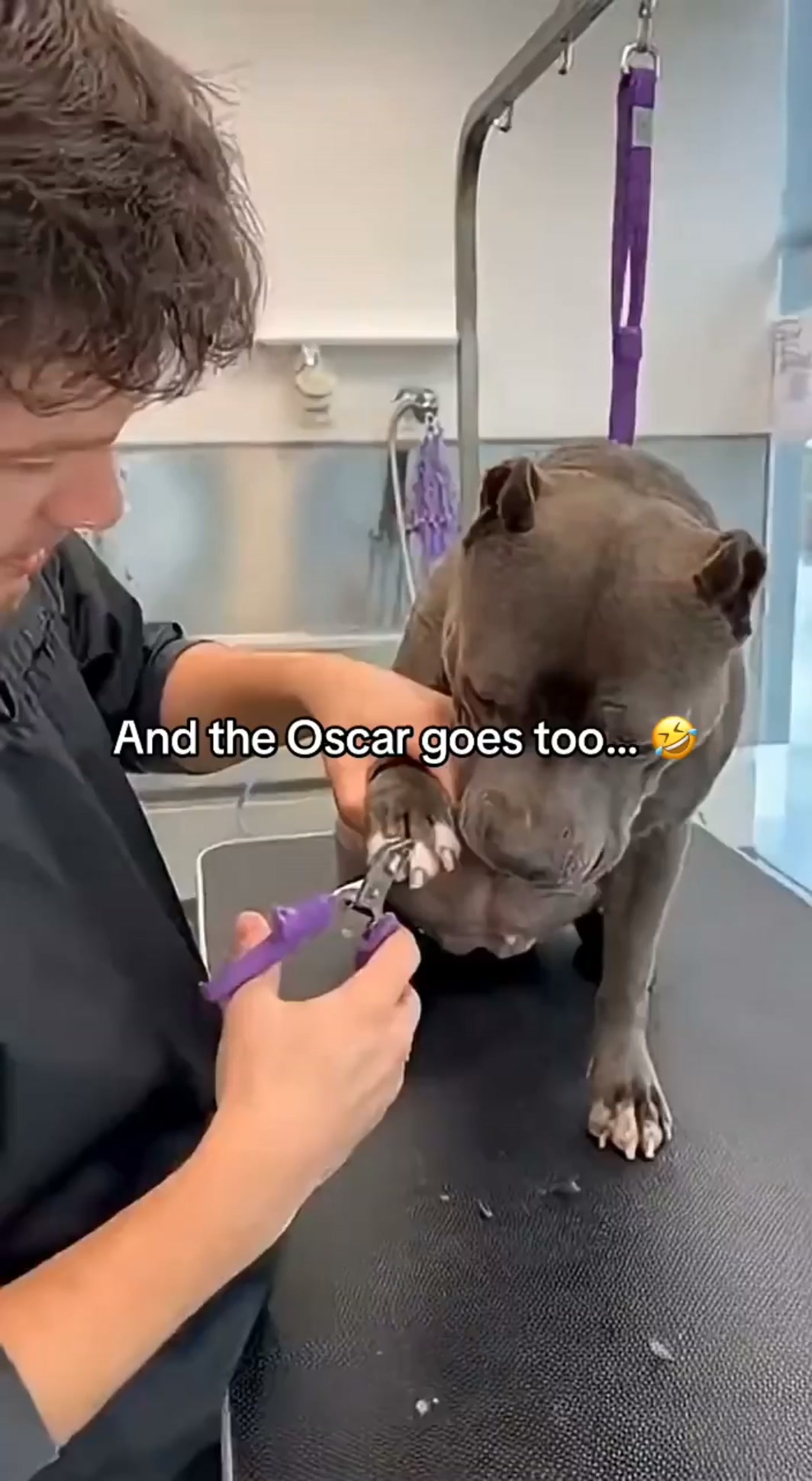 If Your Dog HATES Getting Their Nails Trimmed... This One's For You