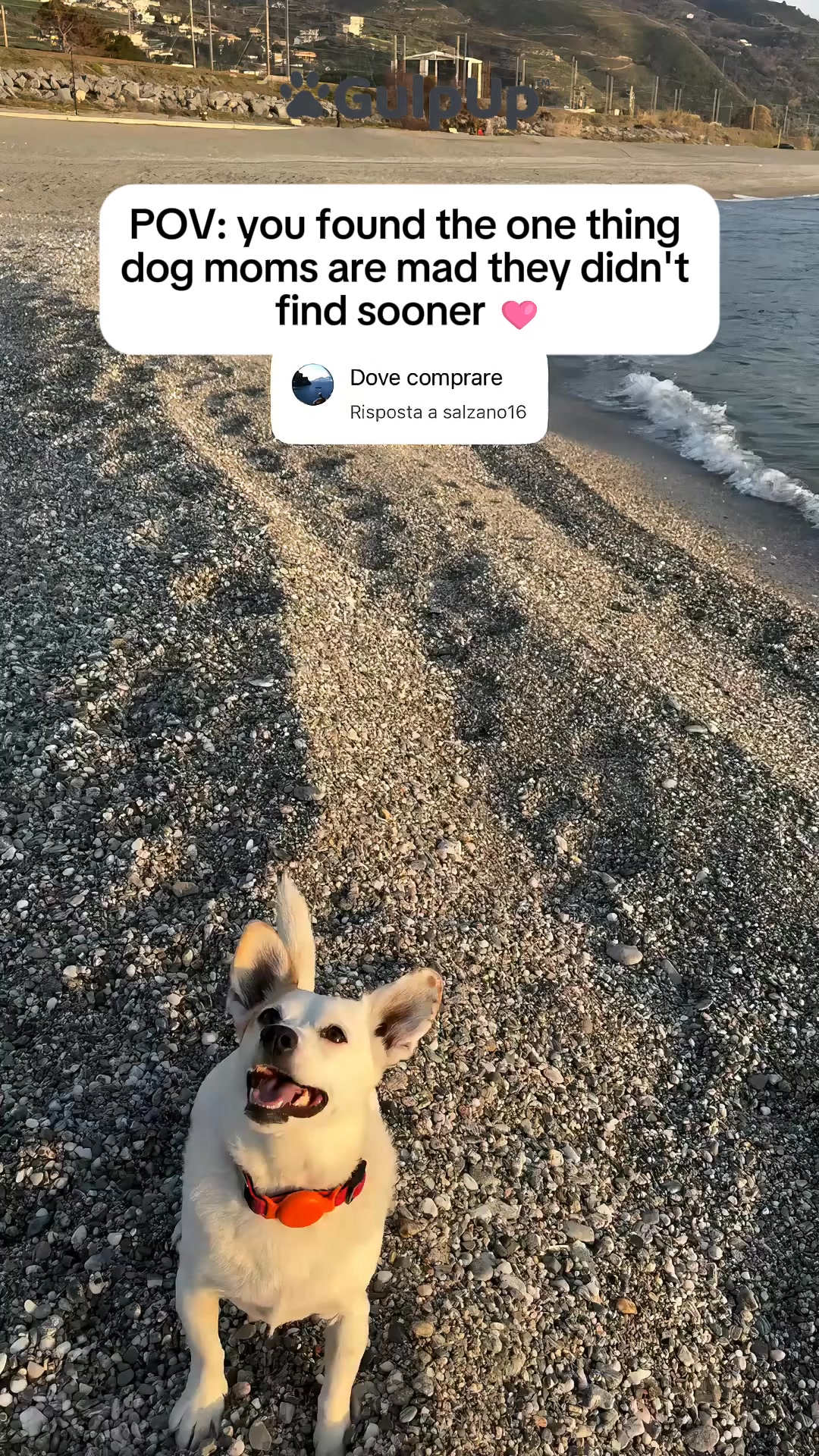 Your Dog Deserves Better Than Forgotten Water
