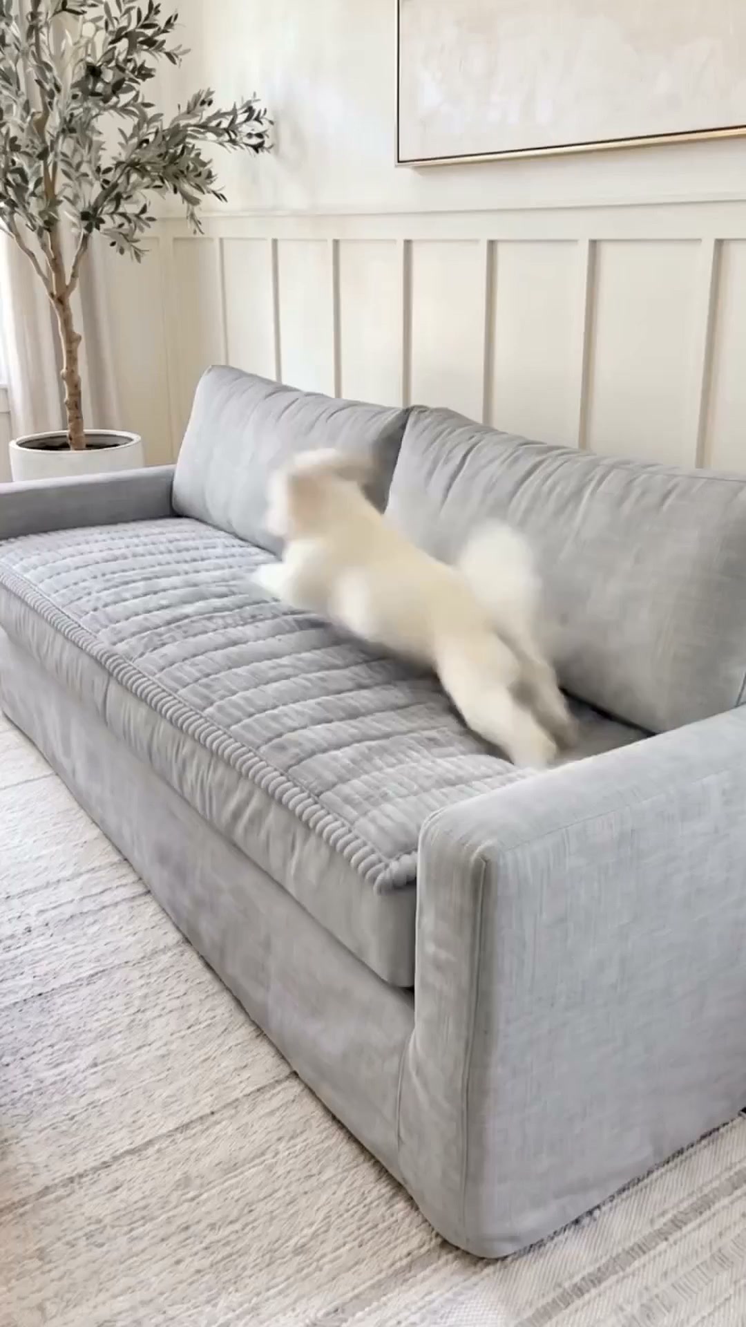 Anúncio de Paw-Cuddels.com