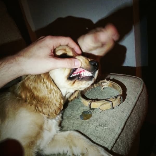 I Paid £595 For The Old Dog's Mouth. Then I Checked The Four-Year-Old.
