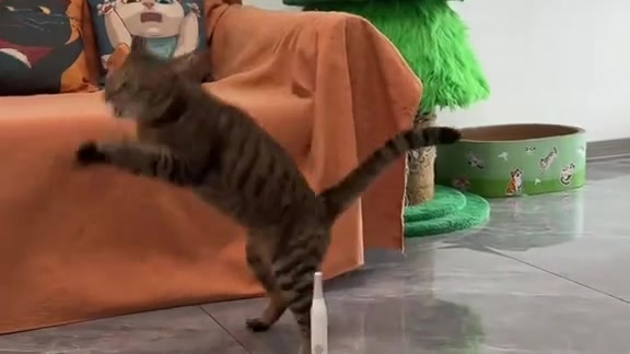 Make Your Cat Go Wild – Guaranteed!