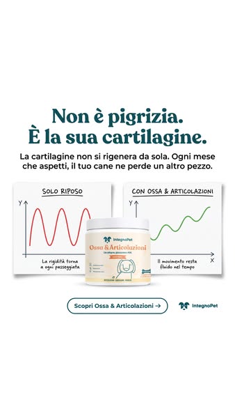 Ossa & Articolazioni