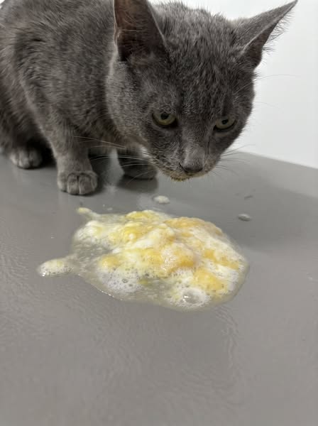 Your Cat Will Live To 20. Read…