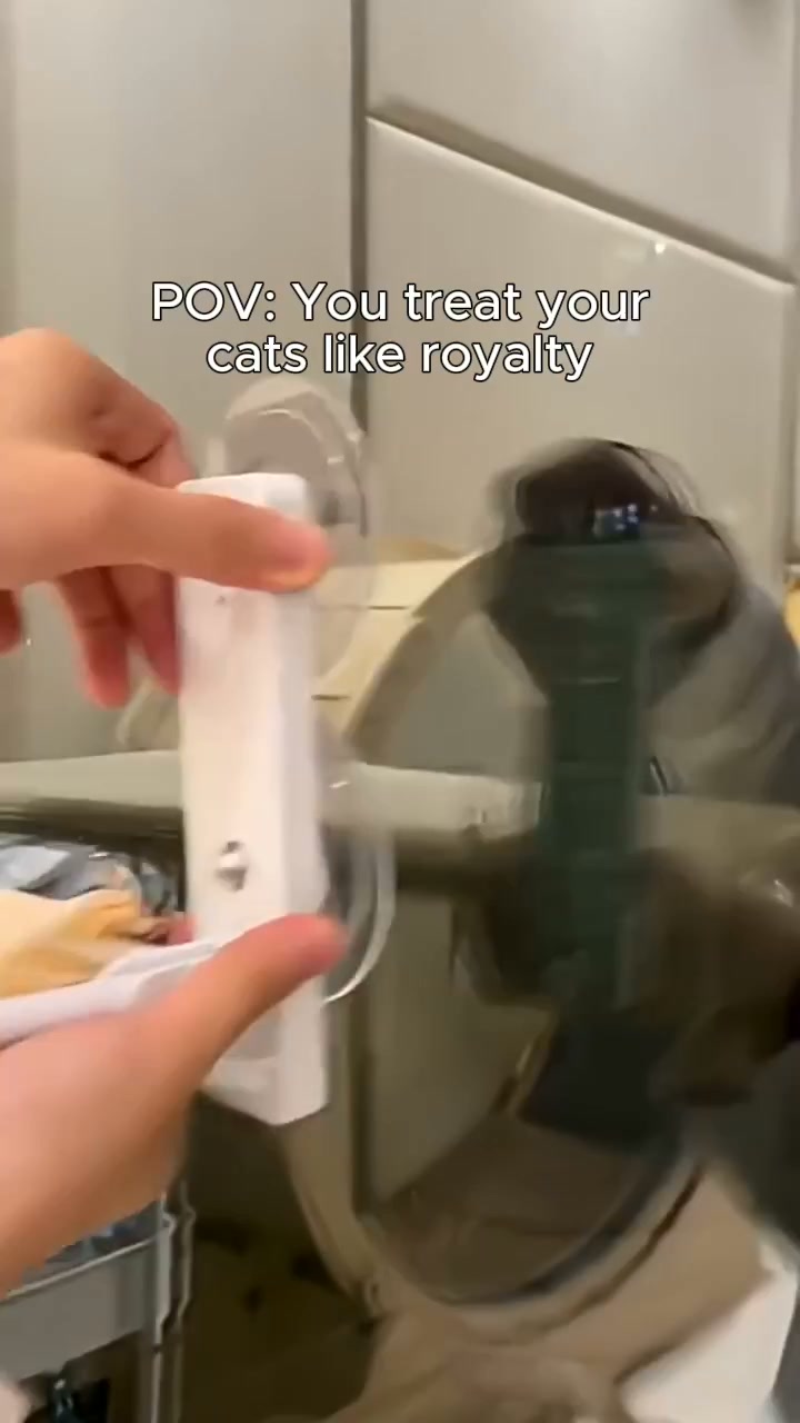 Why Your Cat Won't Leave the Window Alone