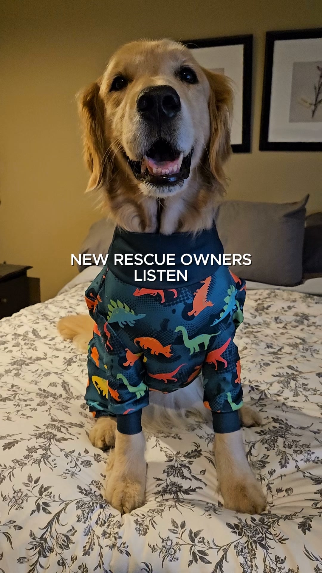 Worn by 2M+ Dogs