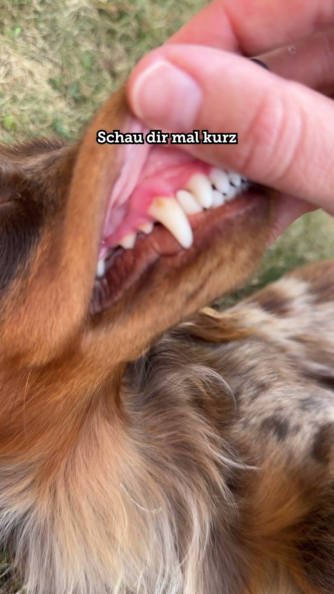 Nur das Beste für deinen Vierbeiner