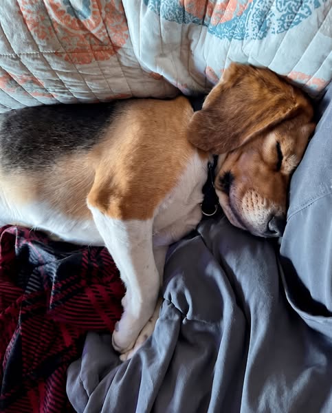 Der Hunde-Trinkbrunnen™ – Gesundheitspaket