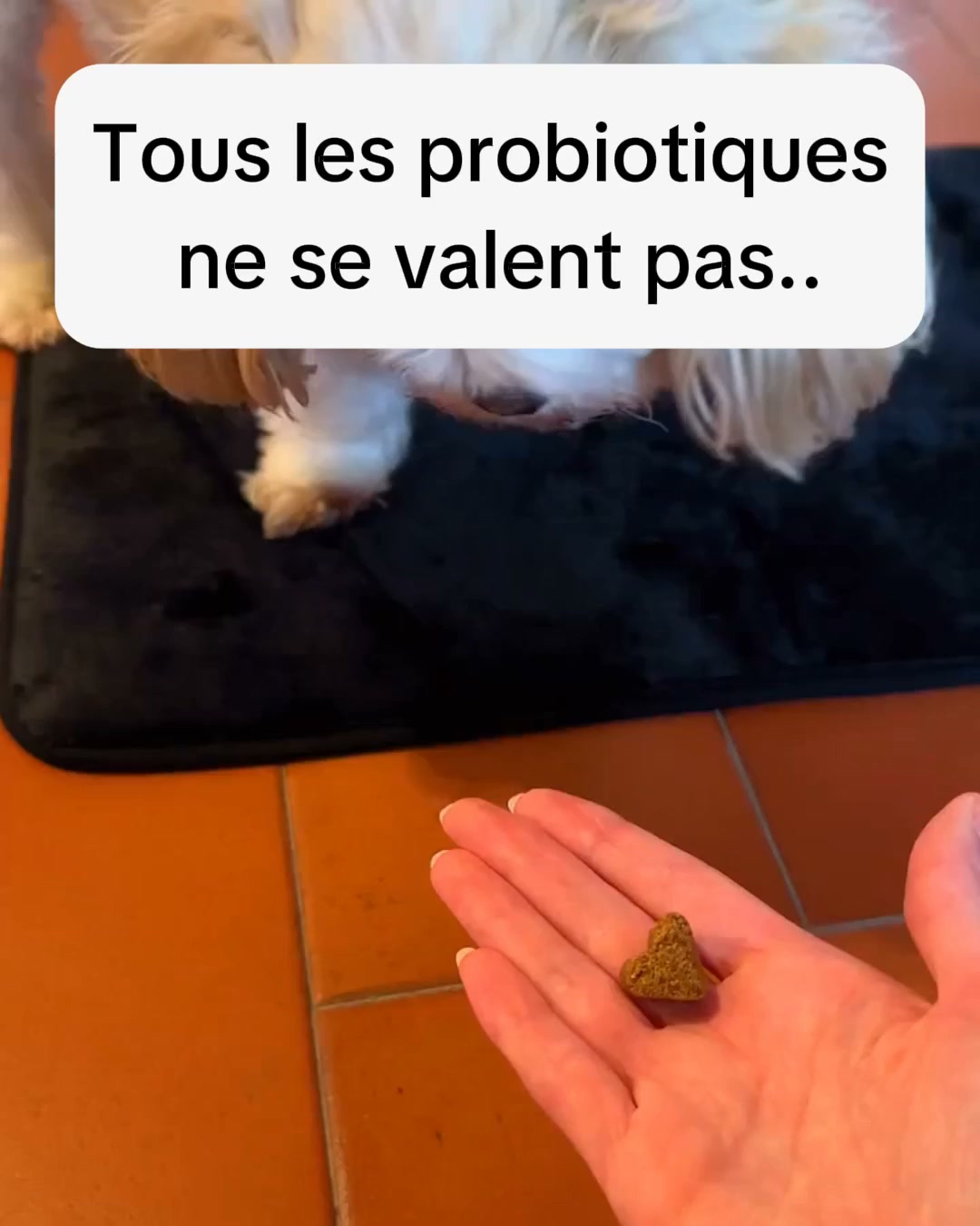 Aide ton chien dès aujourd'hui