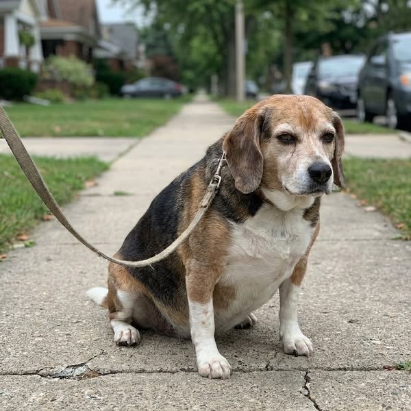 Read this before putting your dog on a diet