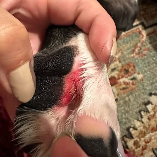 Pourquoi votre chien mange-t-il de l’herbe ?