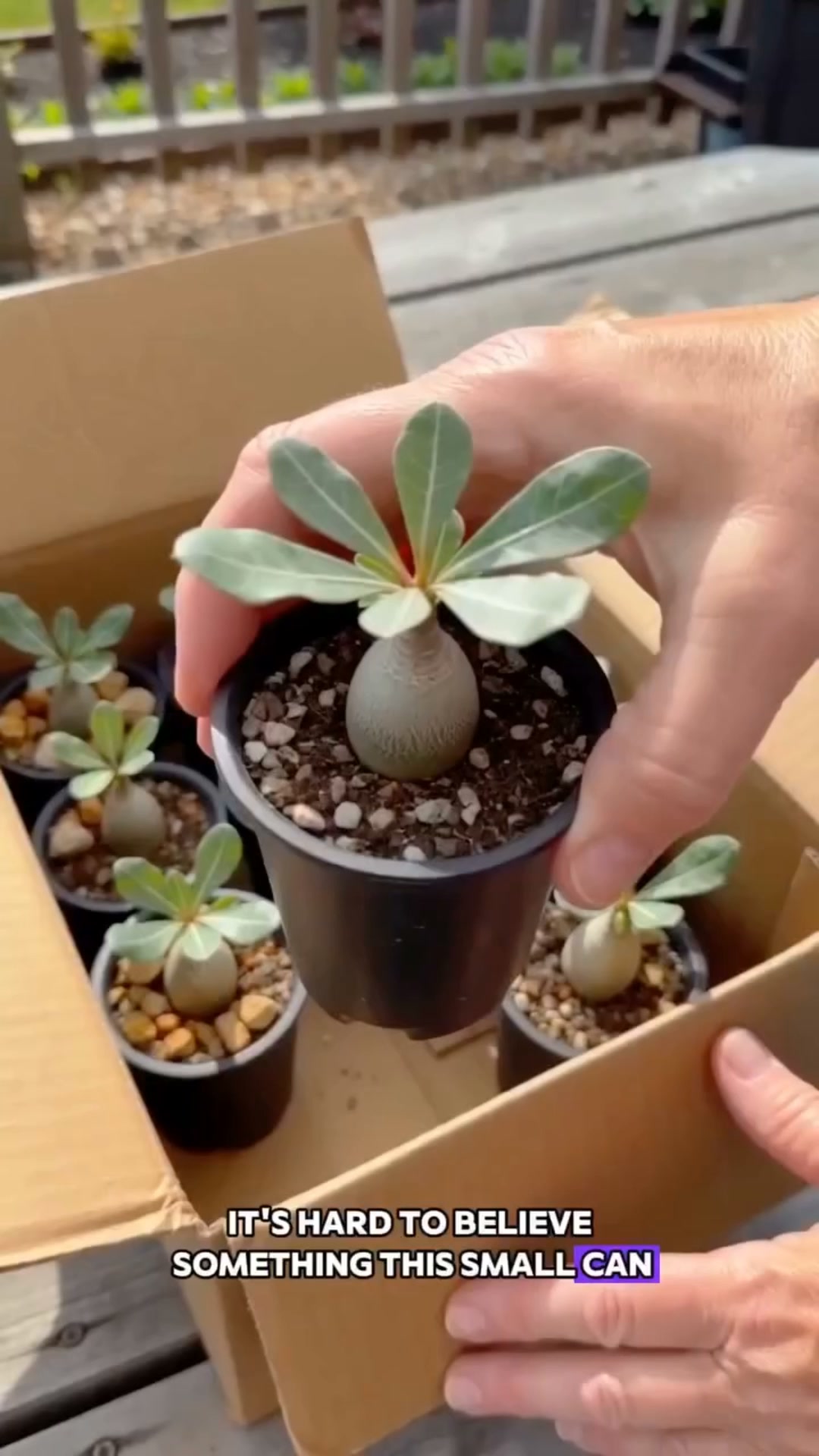 Anúncio de PetalPocket Seeds