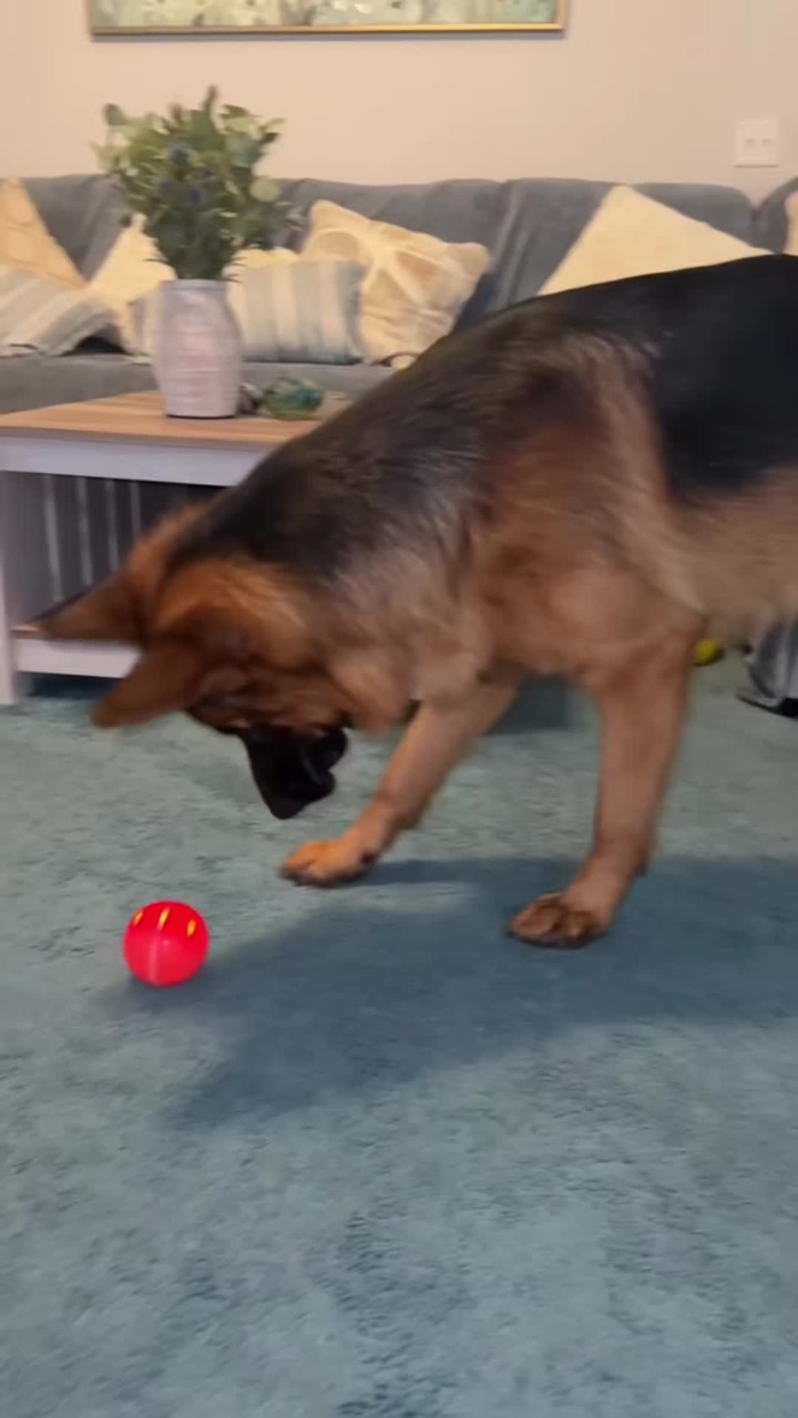 Interactive Dog Toys Dog Ball
