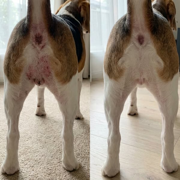 I discovered why European dogs have 73% fewer chronic skin flare-ups than domestic dogs