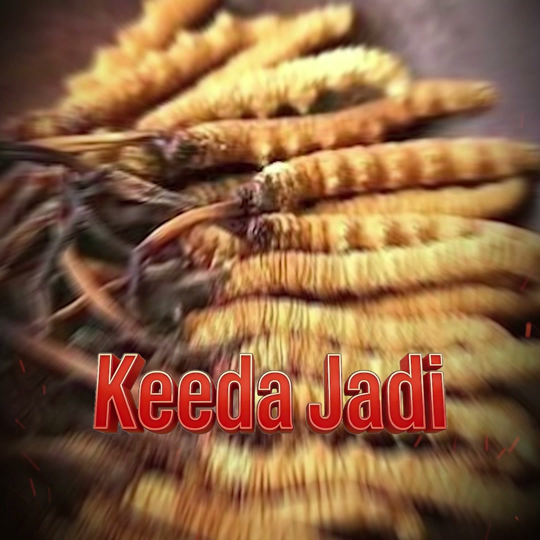 Boost Strength & Stamina Naturally with Vaidban Keeda Jadi Max Capsules
