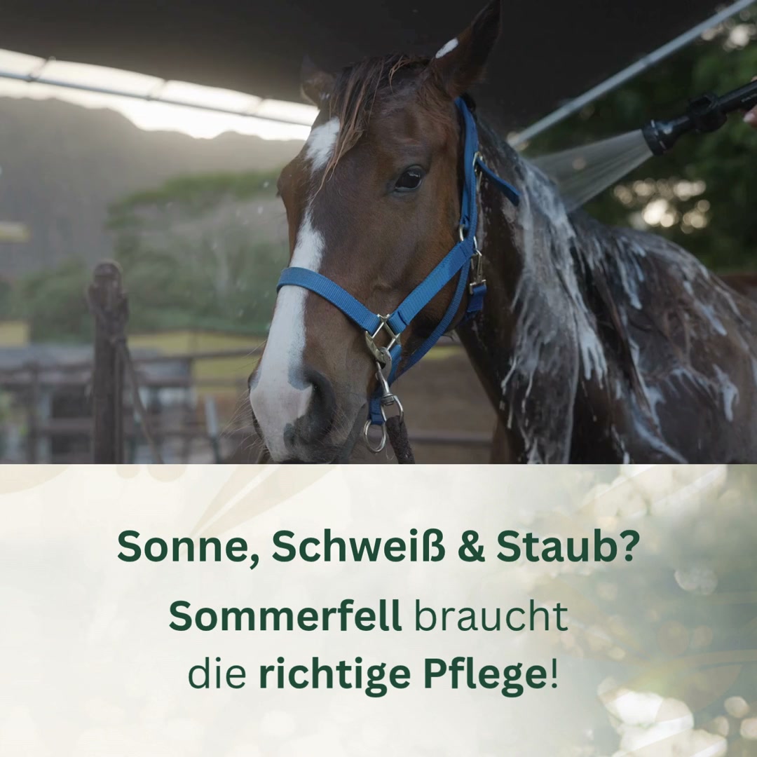 Die ganzheitliche Sommerfell-Routine für dein Pferd
