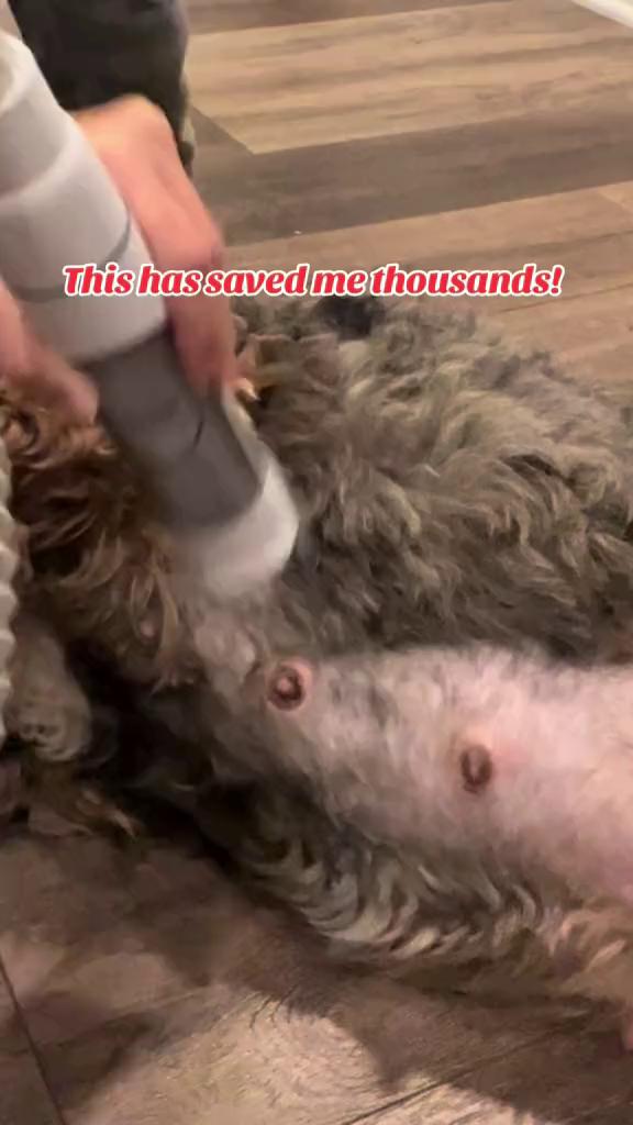 Groom Your Pet at Home—Less Mess, Less Hassle