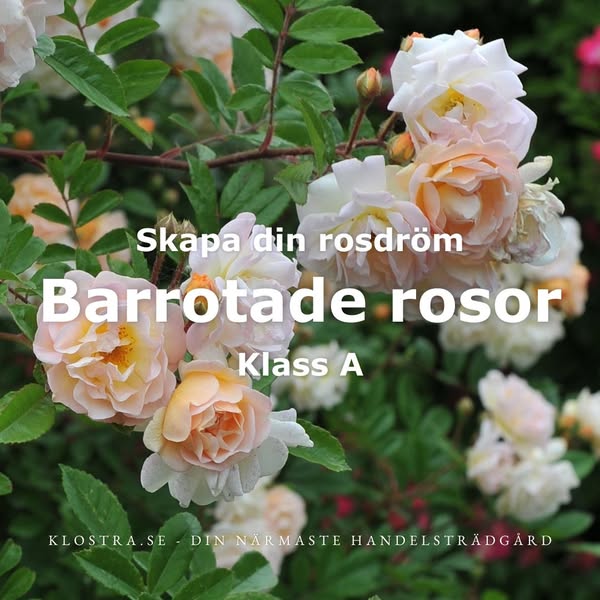Barrotade rosor - prisvärt och hållbart