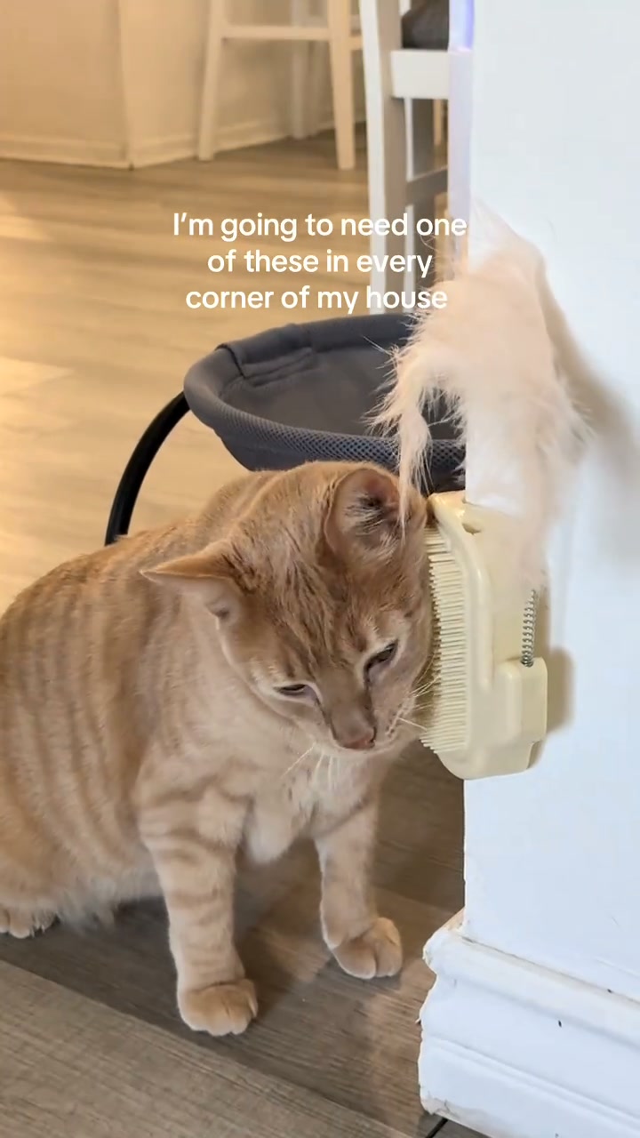 Your Cat’s New Favorite Spot