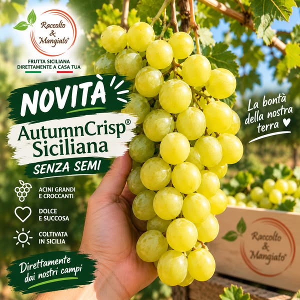 Uva AutumnCrisp Siciliana