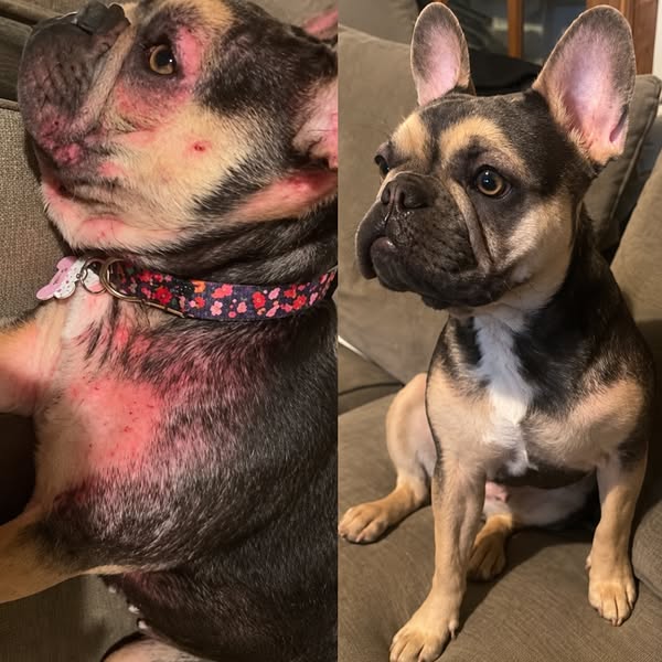 Read This Before Your Next Vet Bill