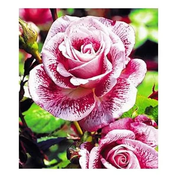 Red-white striped blooms • Value pack • Unique meteor pattern • Fragrant