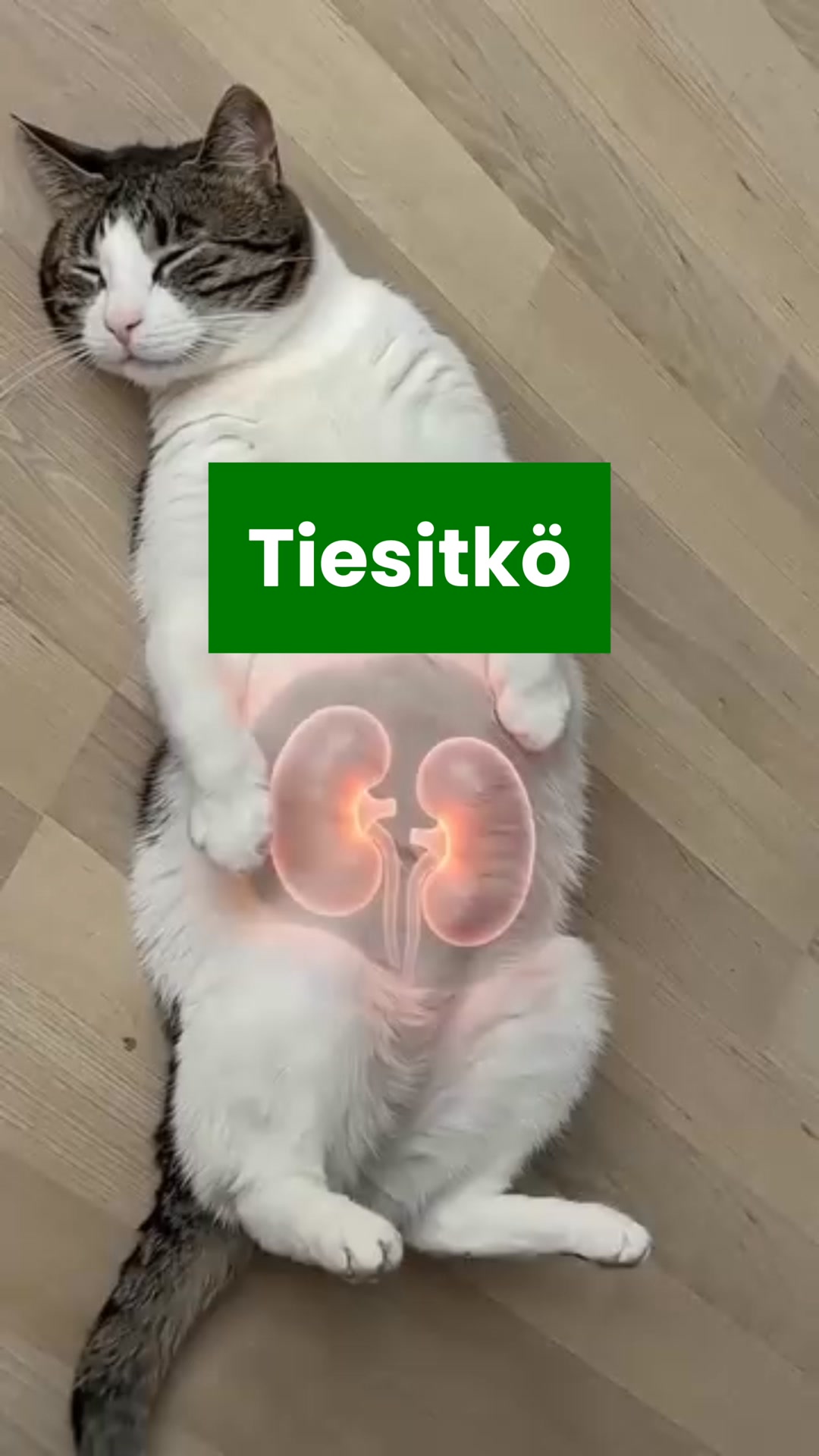 Saat 50% alennuksen + ilmaisen lahjan! Vain rajoitetun ajan!