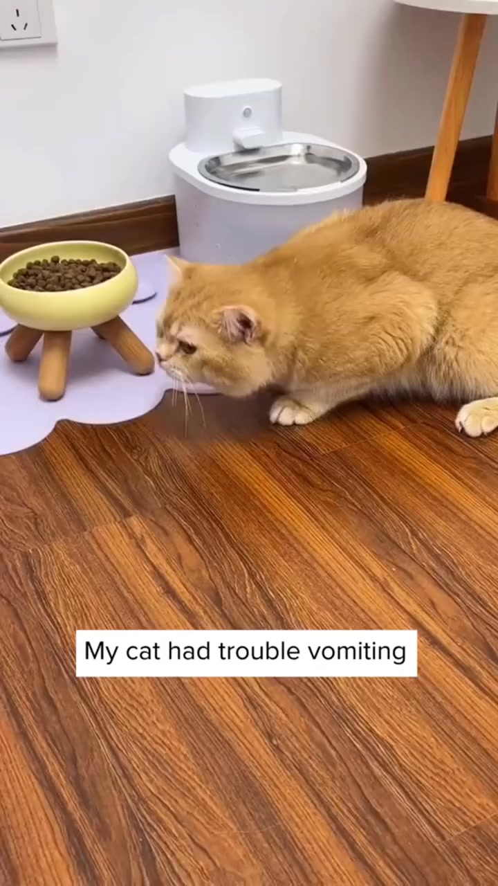 One Treat. Endless Cat Health Benefits.