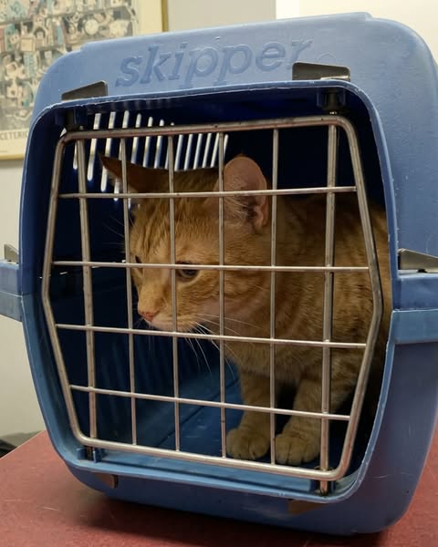 Kattenopvang onthult slimme nageltruc