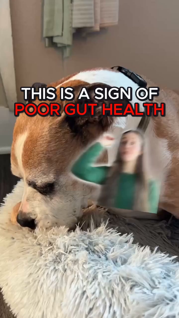 3 “Normal” Dog Habits That Point to the Gut