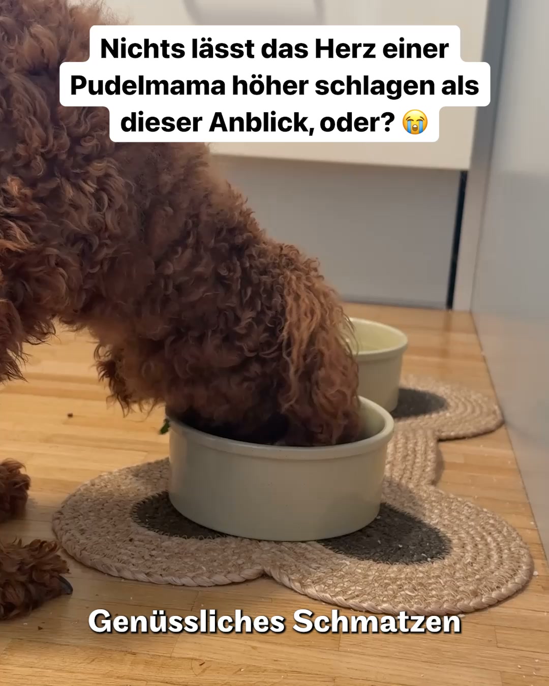 Speziell für Pudel & Doodles