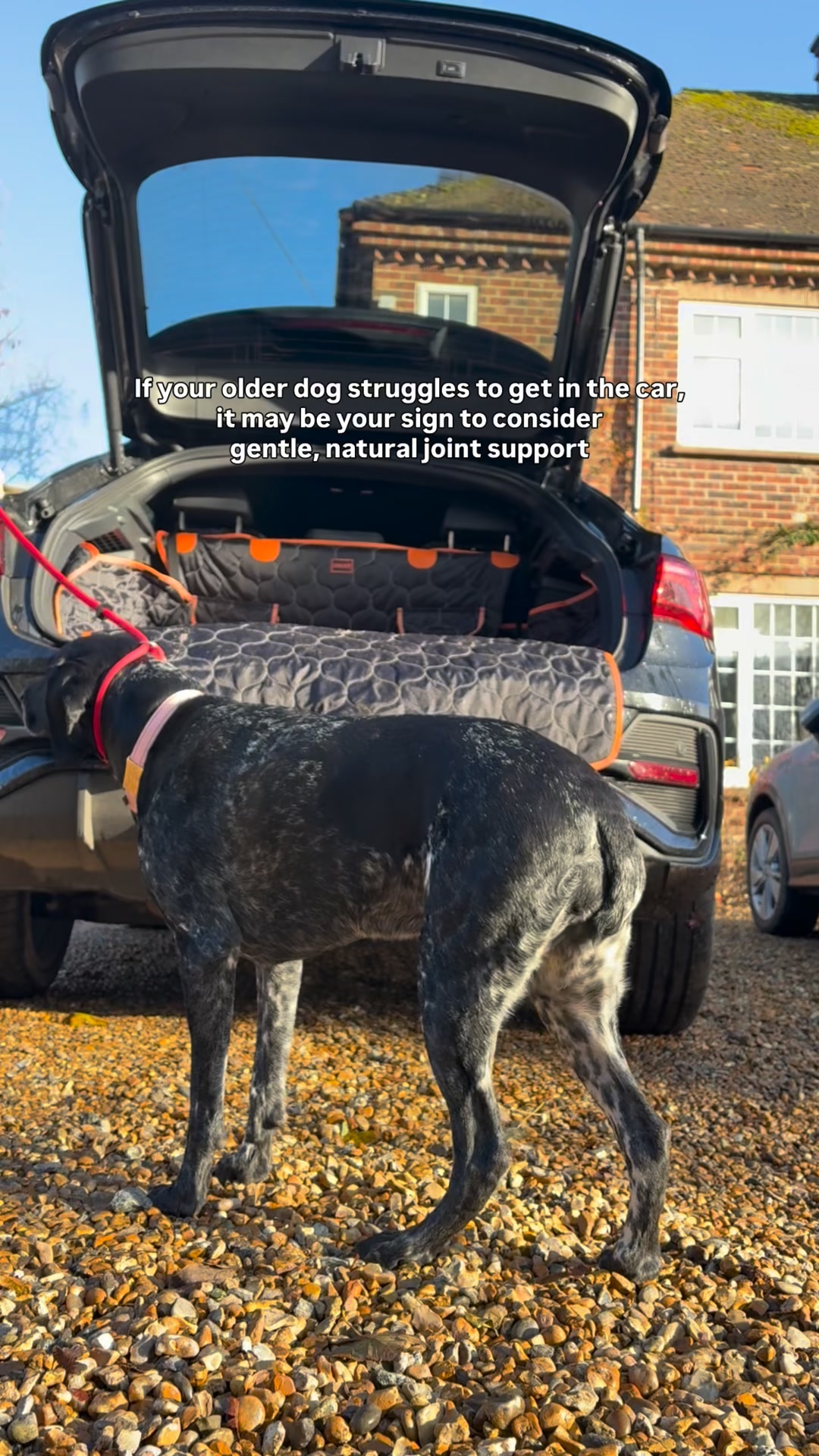 Natural Joint Support for Everyday Mobility