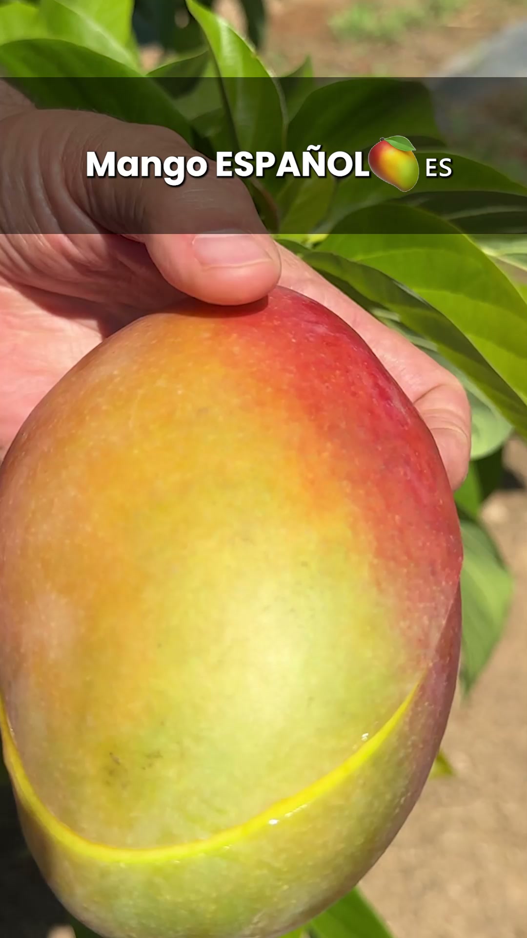 Mango de nuestros agricultores