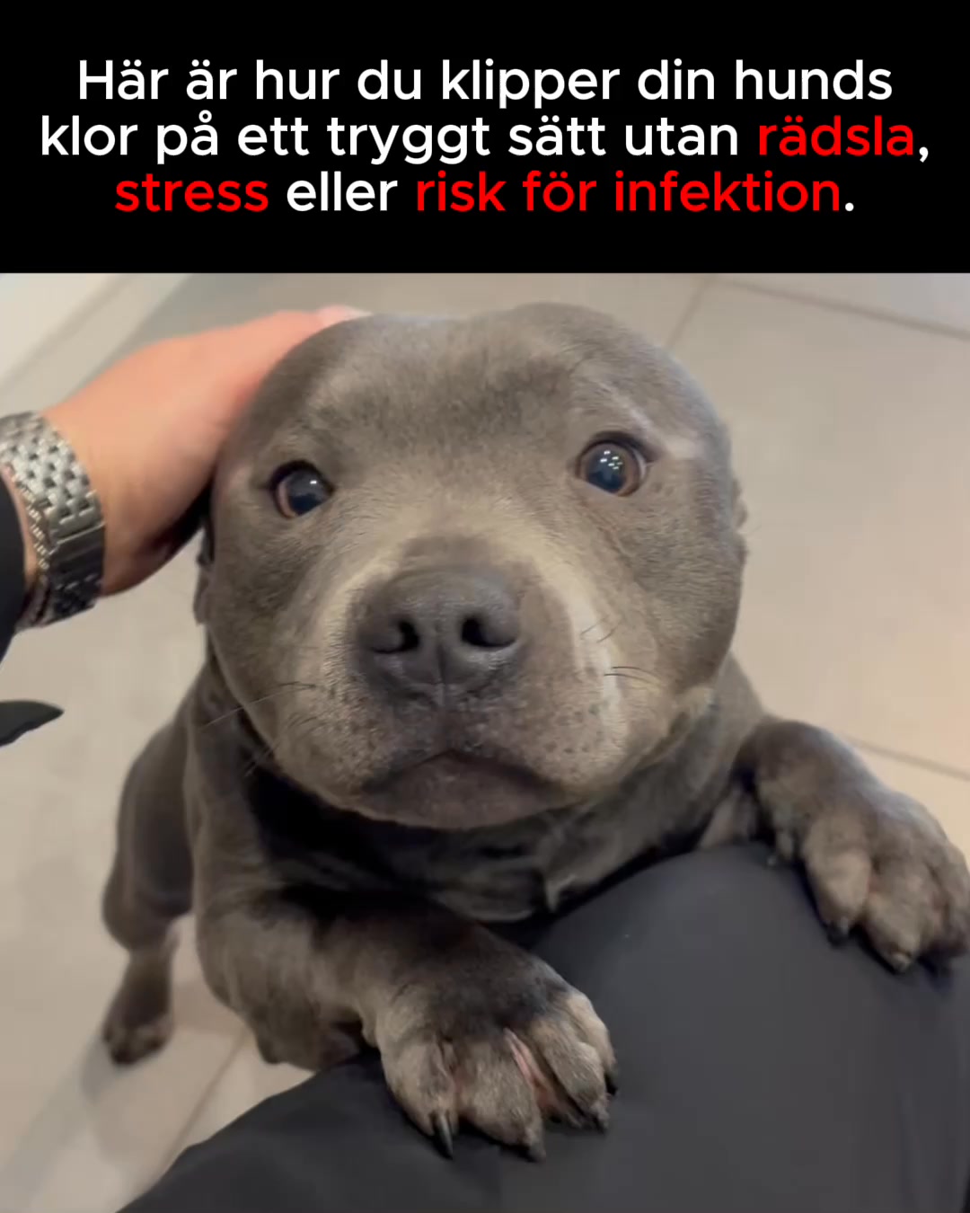 Stressfri klovård för din bästa vän!