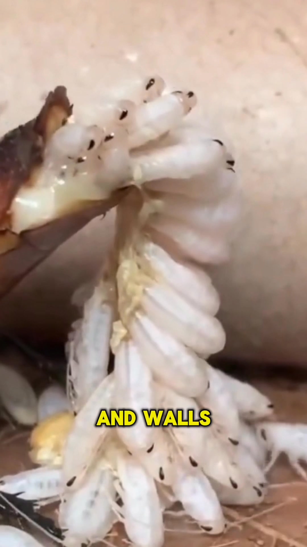 Say Goodbye To Roaches