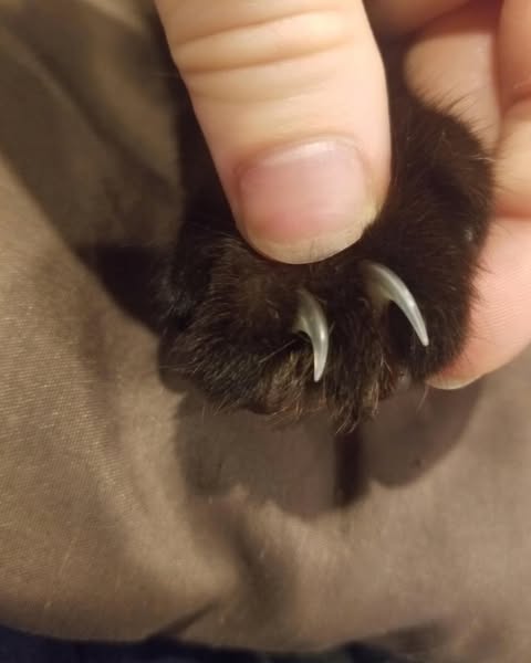 Kattenopvang onthult slimme nageltruc