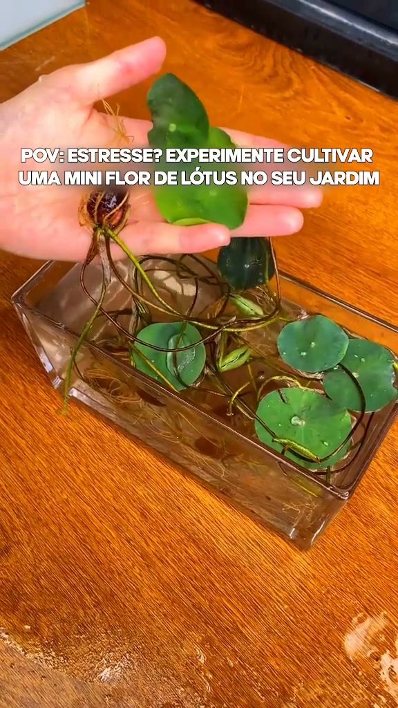ÚLTIMAS UNIDADES COM DESCONTO